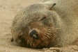 Cape Fur Seal, Walvis Bay, Namibia